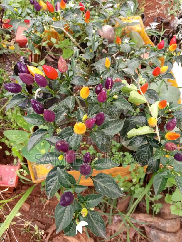 Herb Seedlings - main view