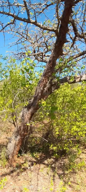 10 Acres at Kitui-Kyua Kwavonza
