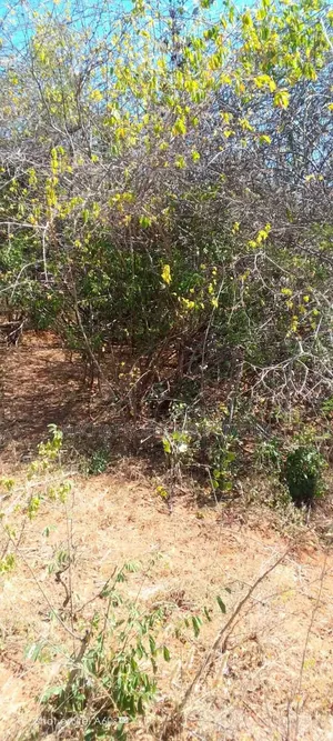 10 Acres at Kitui-Kyua Kwavonza