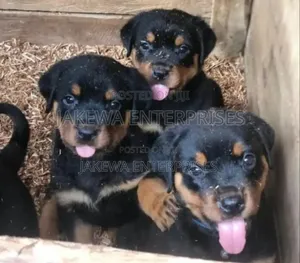 1-3 months Female Purebred Rottweiler