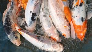 Ornamental Fish - main view