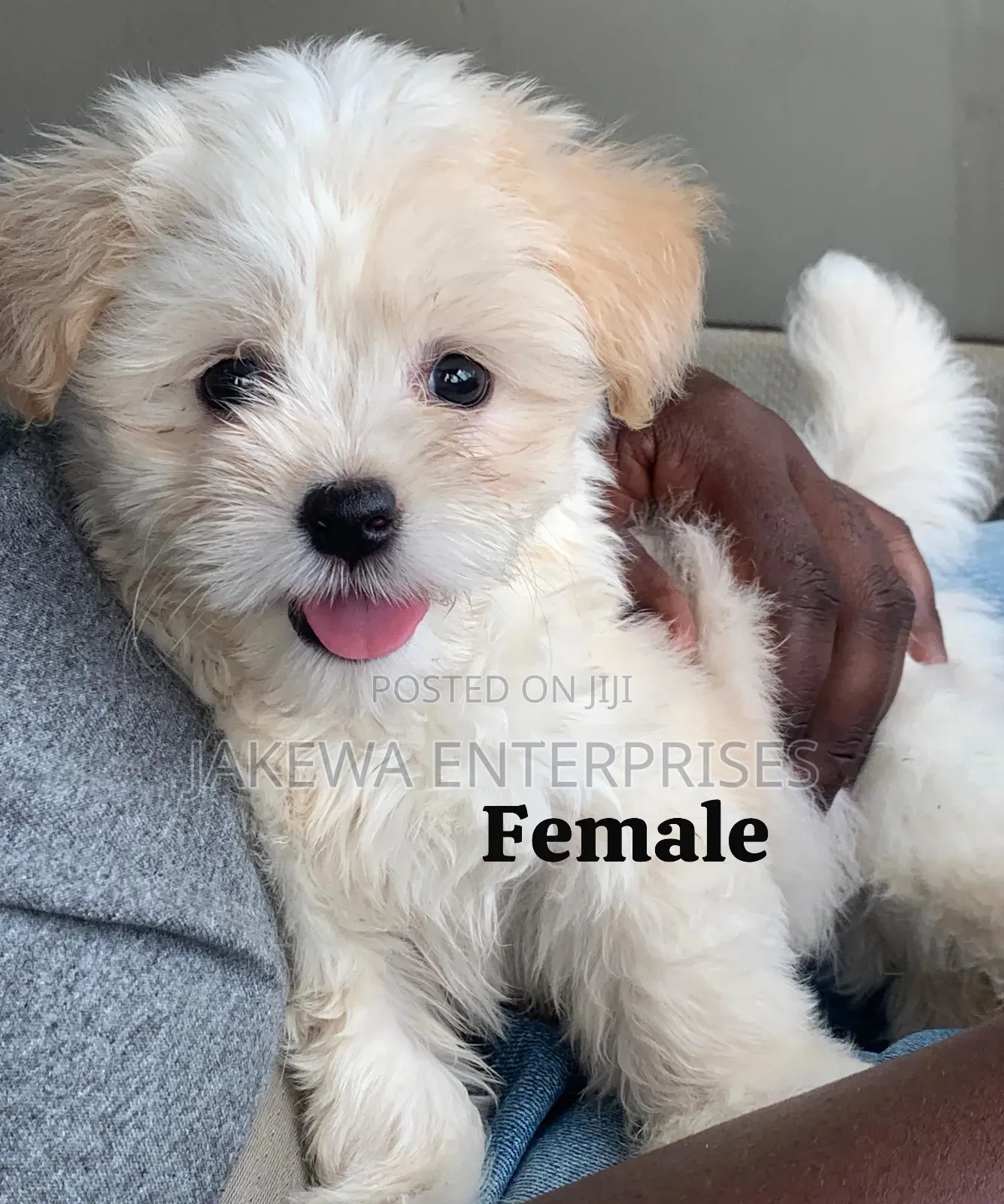 1-3 months Female Purebred Havanese