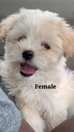 1-3 months Female Purebred Havanese