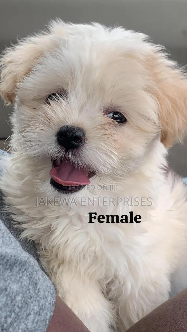 1-3 months Female Purebred Havanese