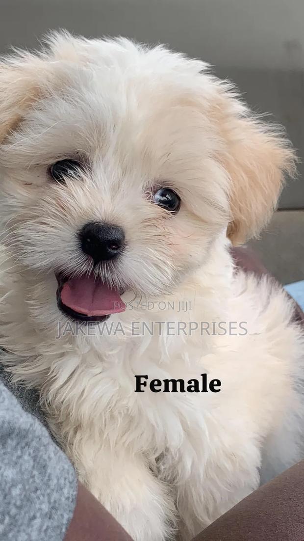 1-3 months Female Purebred Havanese - main view