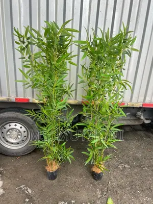 High Quality Bamboo Potted House Tree