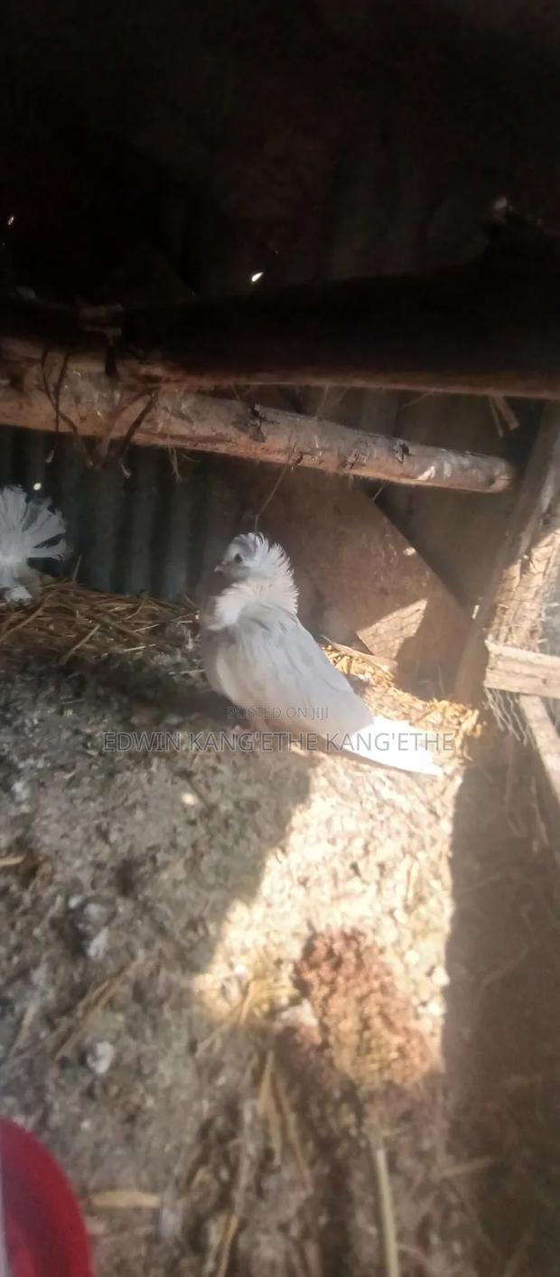 Capuchin Pigeons - main view