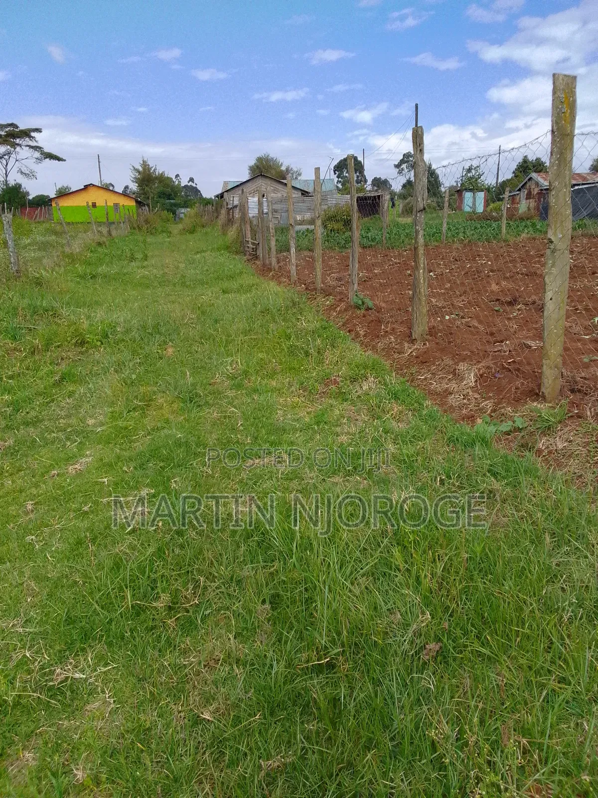1⁄4 (100 by 100) Murengeti