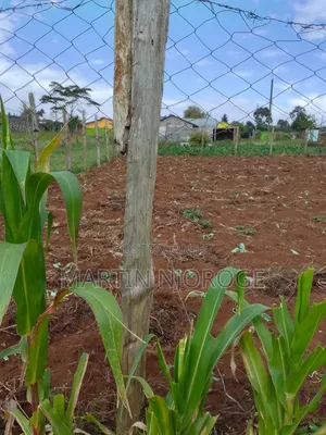 1⁄4 (100 by 100) Murengeti