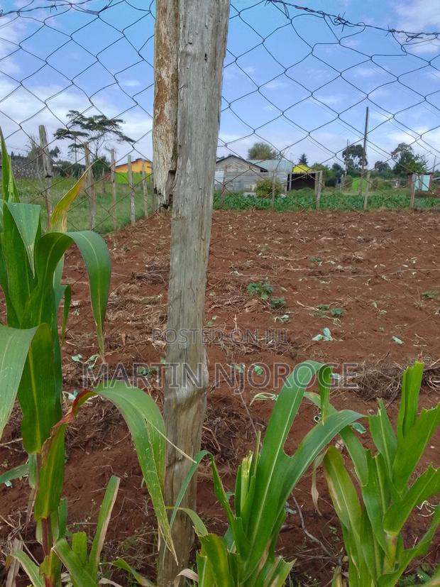 1⁄4 (100 by 100) Murengeti - thumbnail 3