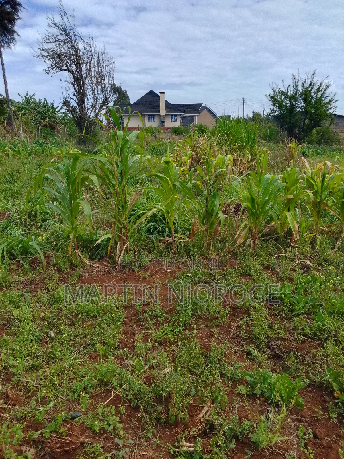 1⁄4 (100 by 100) Murengeti