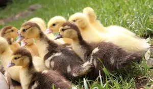 Rouen Ducklings