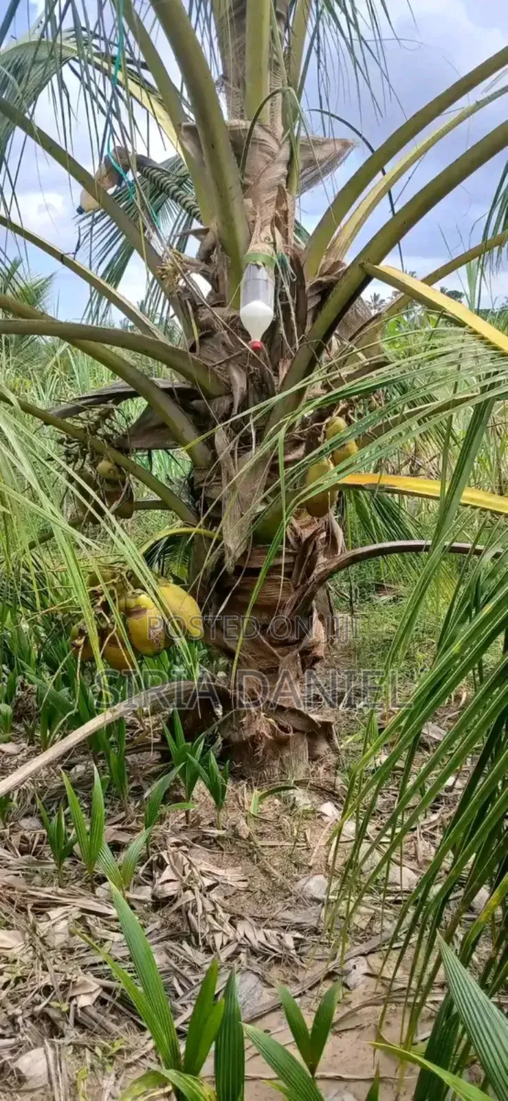Coconut Seedlings