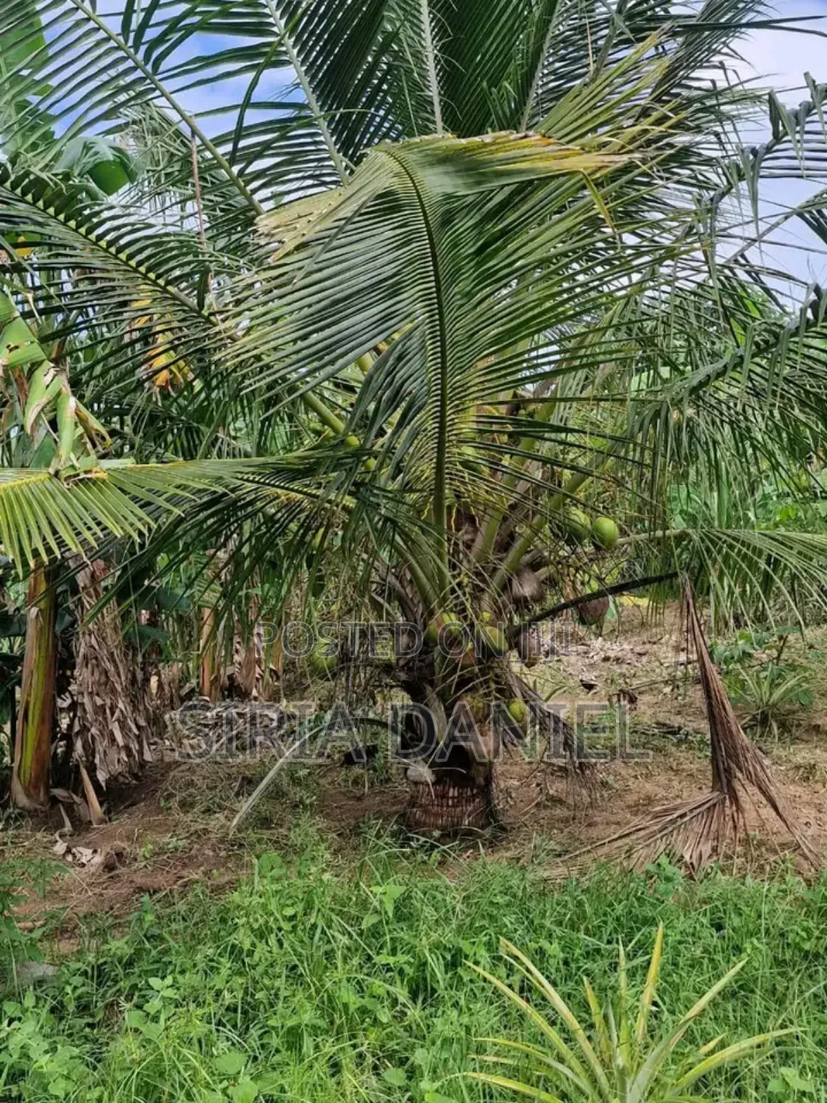 Coconut Seedlings