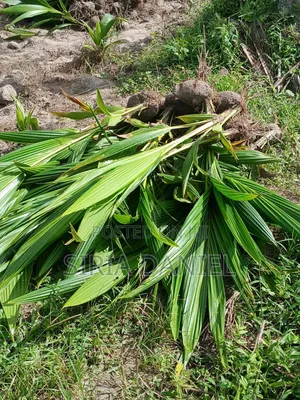 Coconut Seedlings