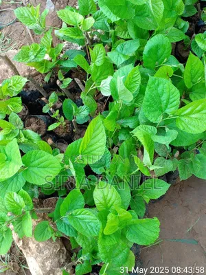 Mulberies Seedlings