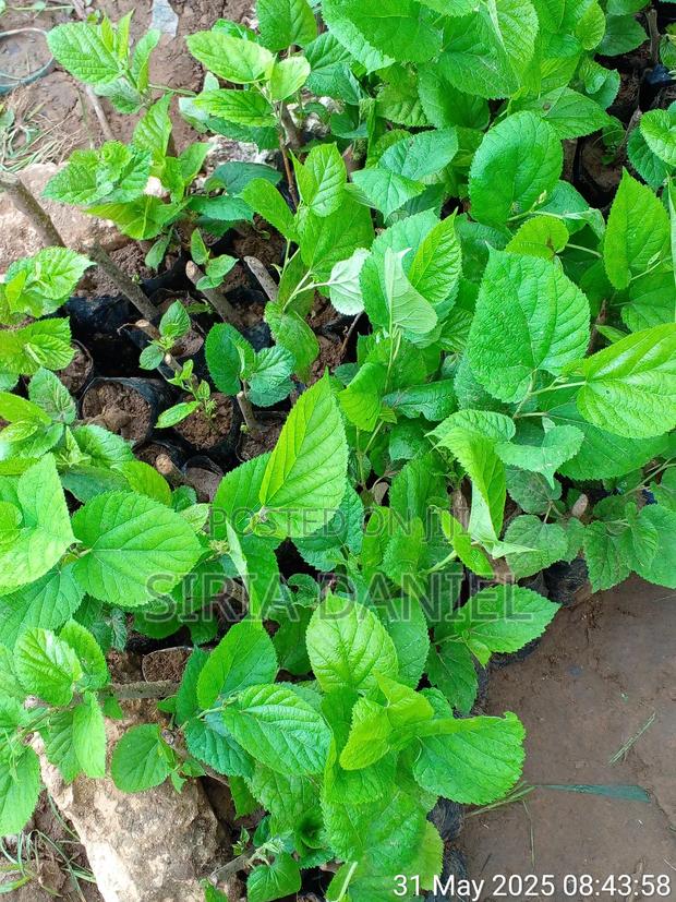 Mulberies Seedlings - thumbnail 4