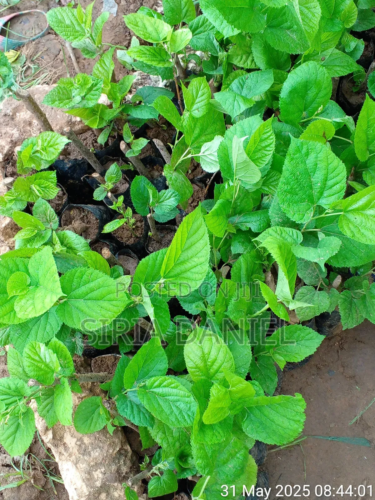 Mulberies Seedlings