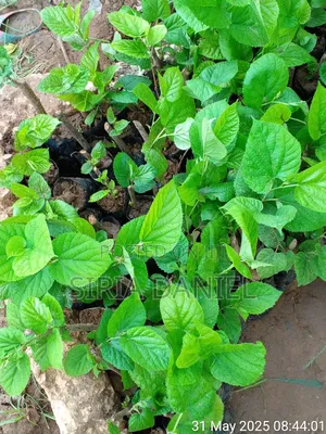 Mulberies Seedlings