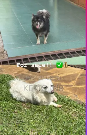6-12 months Male Purebred Chihuahua