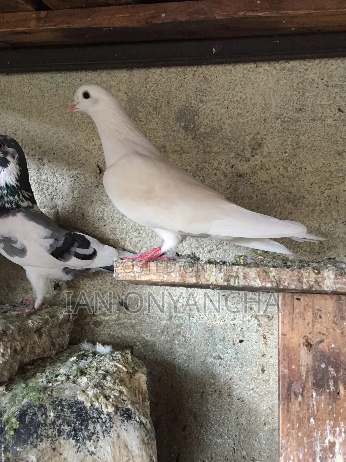 White Pigeons