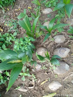 Coconut Seedlings