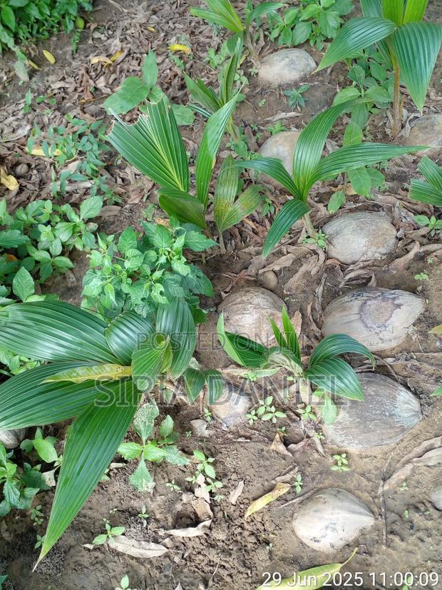 Coconut Seedlings - thumbnail 4