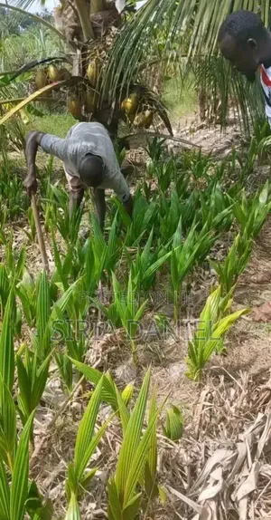 Coconut Seedlings