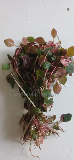 Red Ludwiga Aquarium Live Plants
