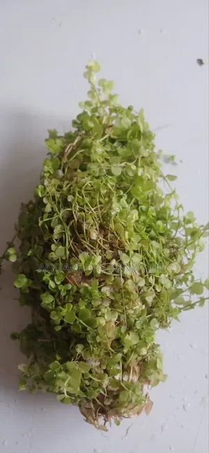 Mentero Aquarium Live Plants