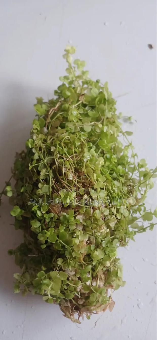 Mentero Aquarium Live Plants - main view