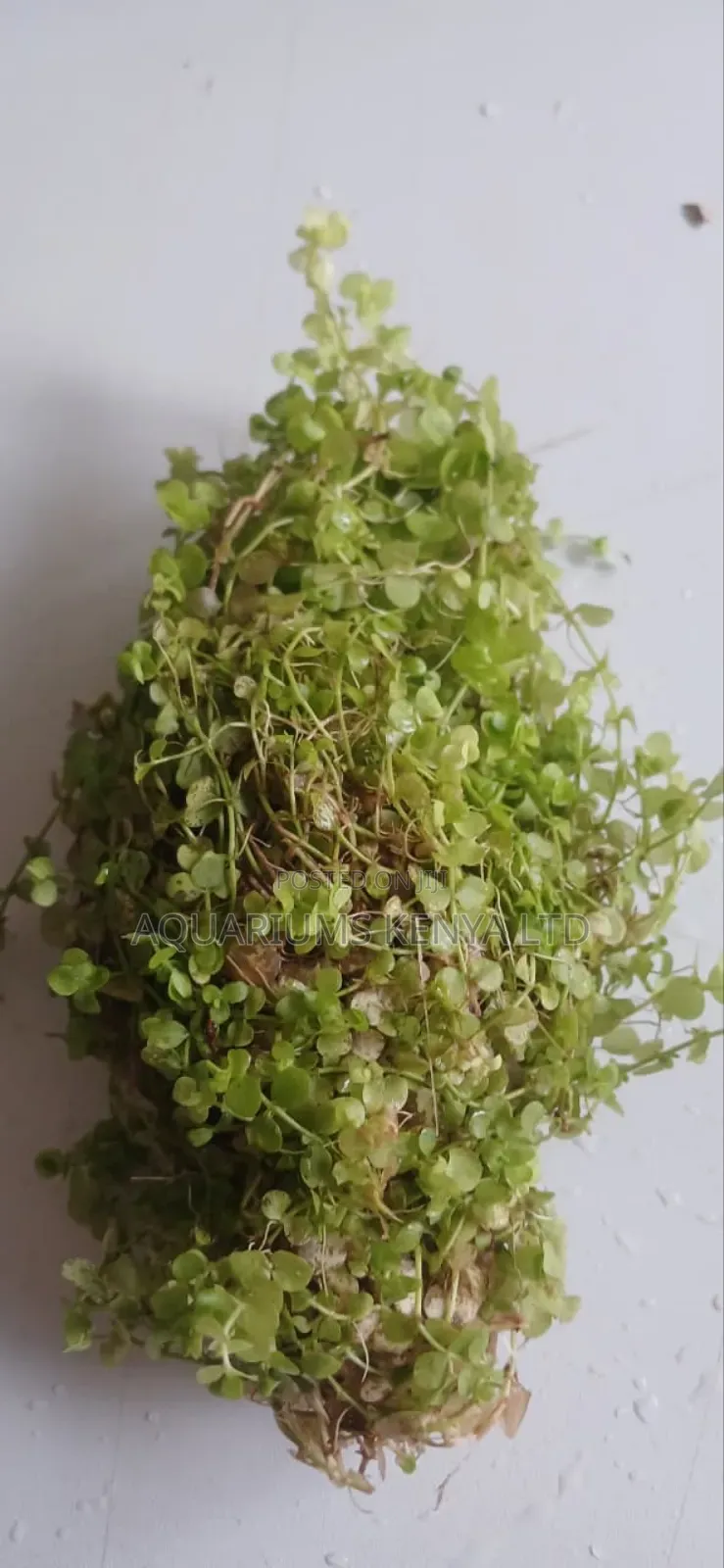 Mentero Aquarium Live Plants