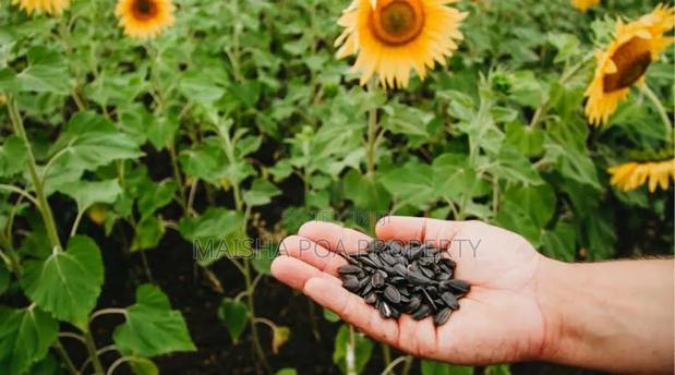 Certified Sunflower Seeds for Planting