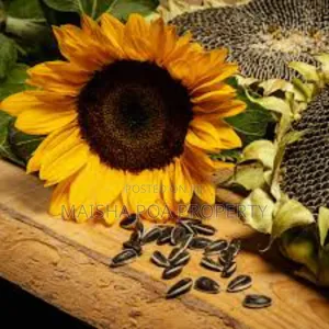 Certified Sunflower Seeds for Planting