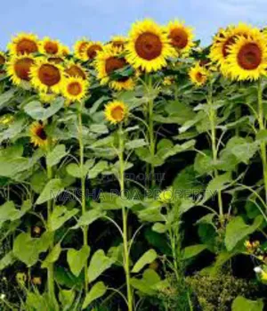 Certified Sunflower Seeds for Planting