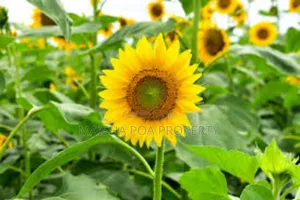 Certified Sunflower Seeds for Planting