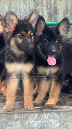 1-3 months Female Purebred German Shepherd