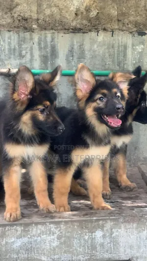 1-3 months Male Purebred German Shepherd