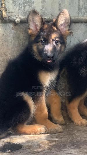 1-3 months Male Purebred German Shepherd - main view