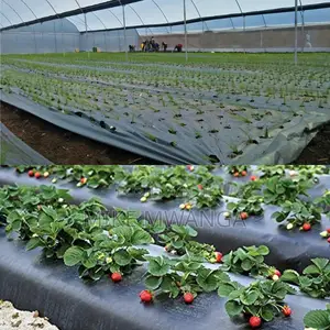 Mulching Polythene Paper