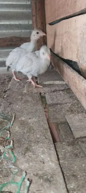 Lavender Guinea Keets Ready for New Homes - 11⁄2 Months Old