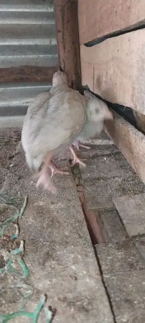 Lavender Guinea Keets Ready for New Homes - 11⁄2 Months Old