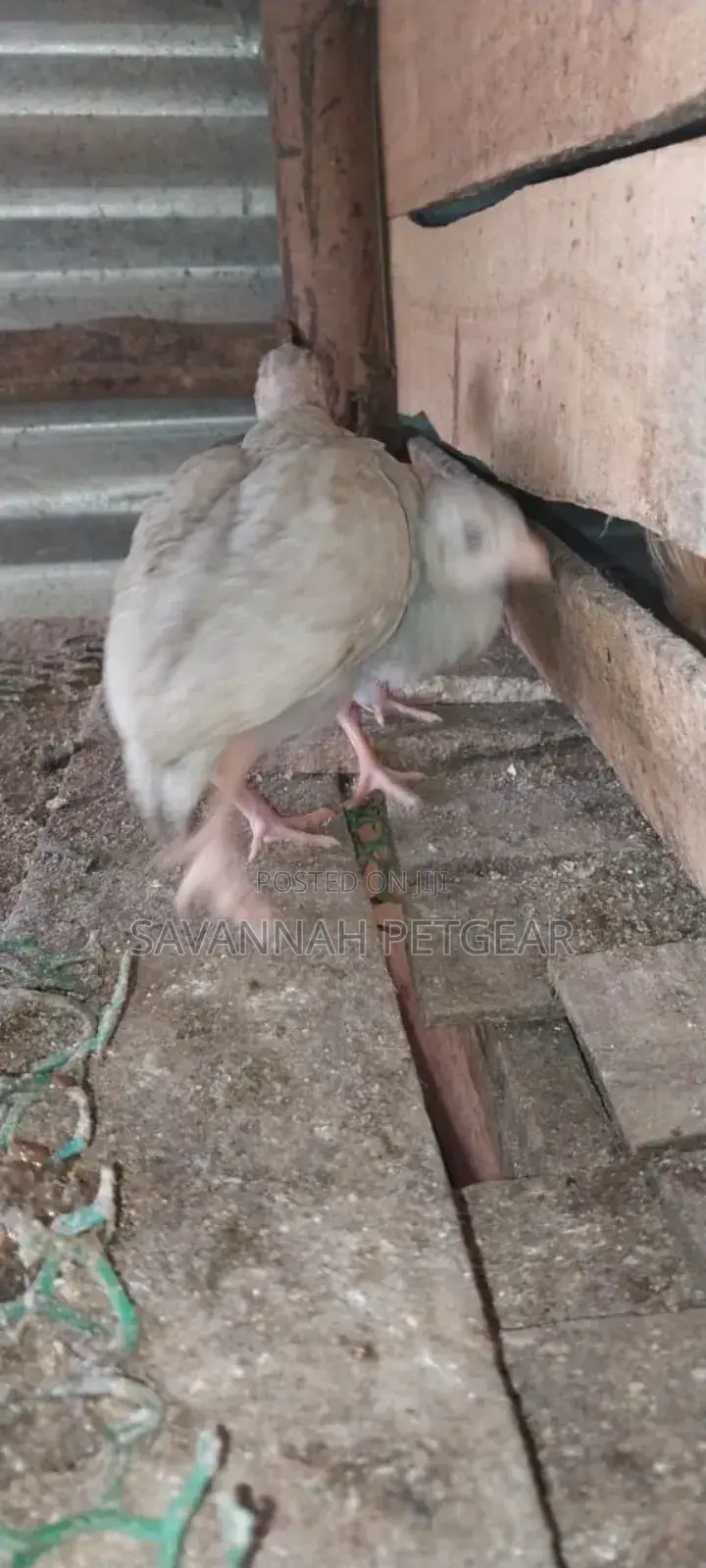 Lavender Guinea Keets Ready for New Homes - 11⁄2 Months Old