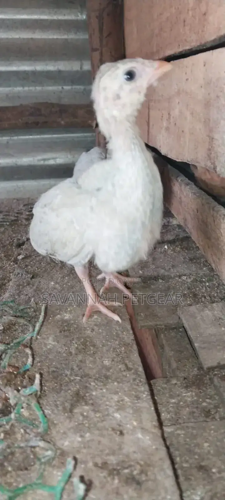 Lavender Guinea Keets Ready for New Homes - 11⁄2 Months Old