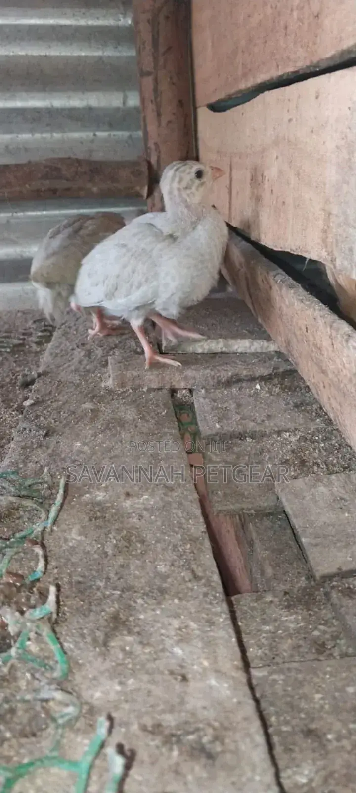 Lavender Guinea Keets Ready for New Homes - 11⁄2 Months Old