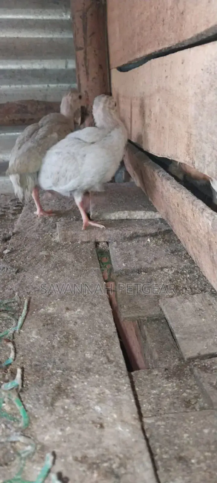 Lavender Guinea Keets Ready for New Homes - 11⁄2 Months Old