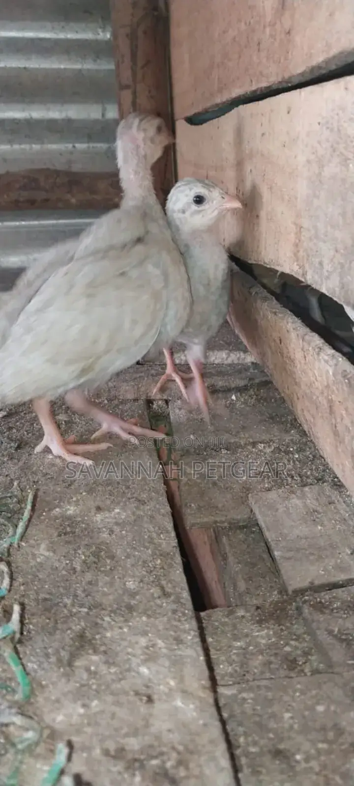 Lavender Guinea Keets Ready for New Homes - 11⁄2 Months Old