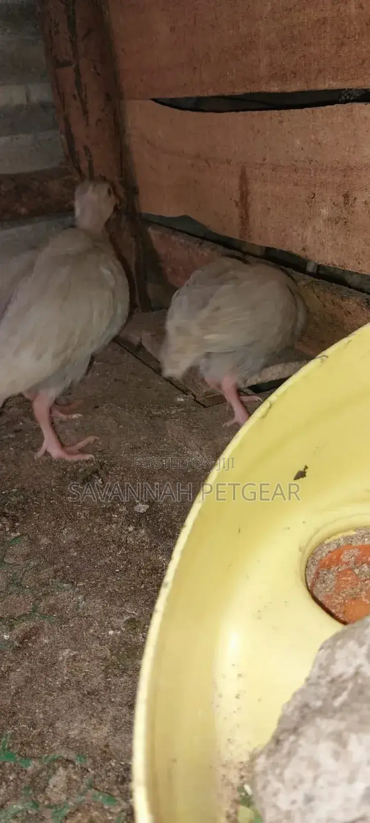 Lavender Guinea Keets Ready for New Homes - 11⁄2 Months Old