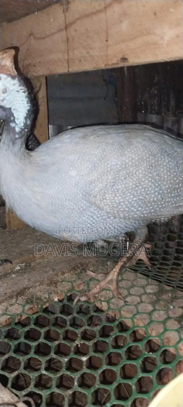 Lavender Guinea Fowl (Kanga) Mature Males - main view