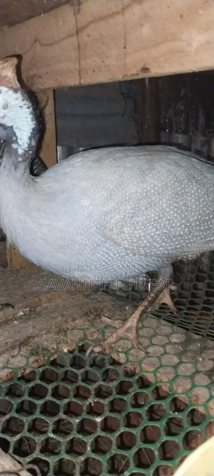 Lavender Guinea Fowl (Kanga) Mature Males